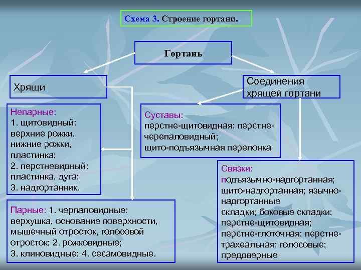 Схема 3. Строение гортани. Гортань Соединения хрящей гортани Хрящи Непарные: 1. щитовидный: верхние рожки,