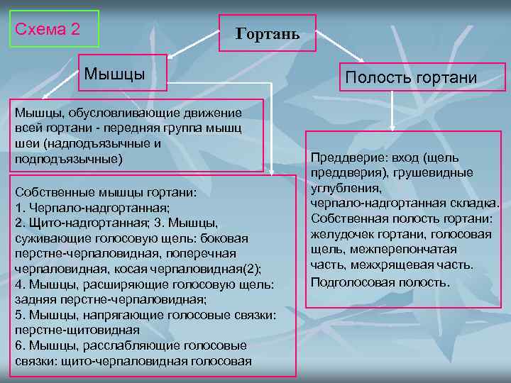 Схема 2 Гортань Мышцы, обусловливающие движение всей гортани - передняя группа мышц шеи (надподъязычные