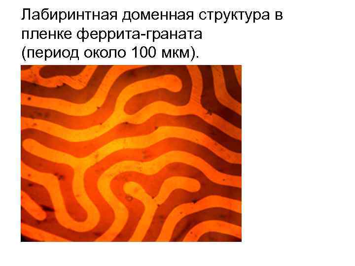 Лабиринтная доменная структура в пленке феррита-граната (период около 100 мкм). 