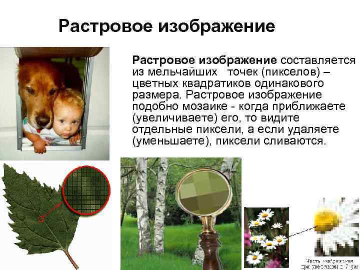 Растровое изображение составляется из мельчайших точек (пикселов) – цветных квадратиков одинакового размера. Растровое изображение