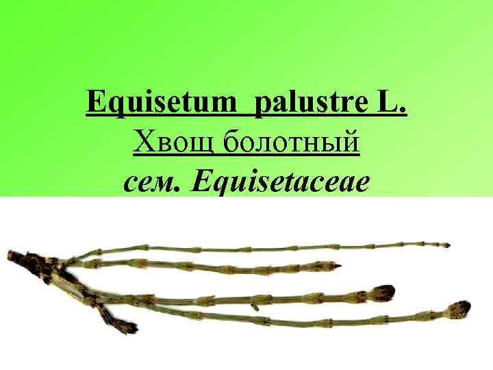Equisetum palustre L. Хвощ болотный сем. Equisetaceae 