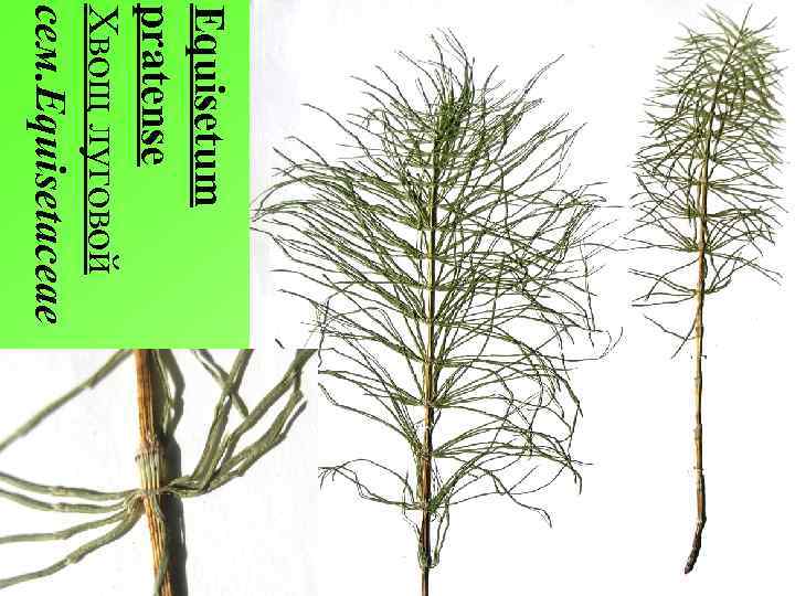 Equisetum pratense Хвощ луговой сем. Equisetaceae 