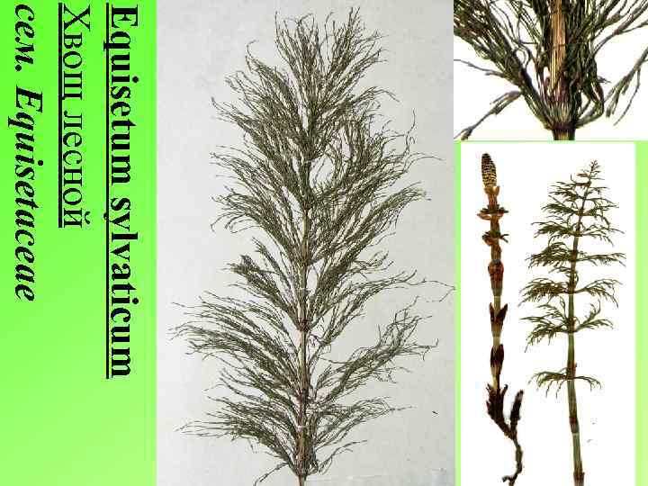 Equisetum sylvaticum Хвощ лесной сем. Equisetaceae 
