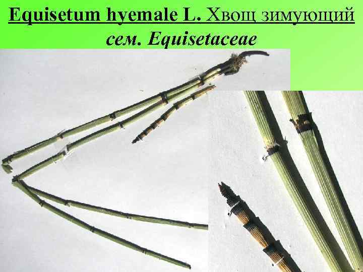 Equisetum hyemale L. Хвощ зимующий сем. Equisetaceae 