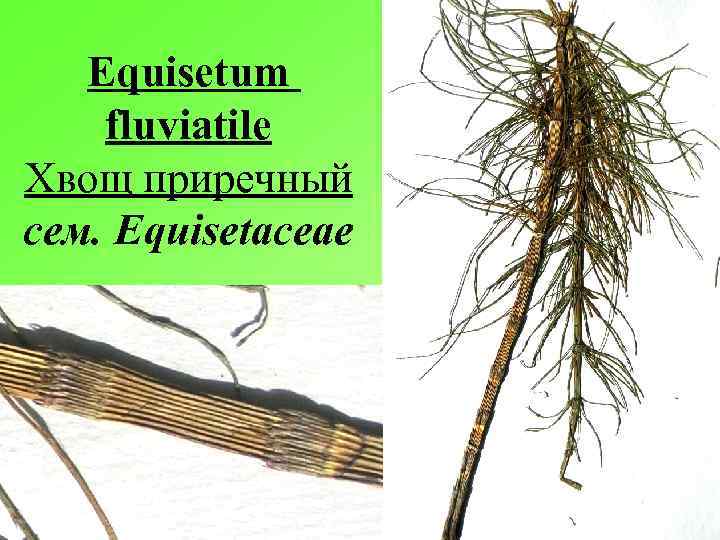 Equisetum fluviatile Хвощ приречный сем. Equisetaceae 
