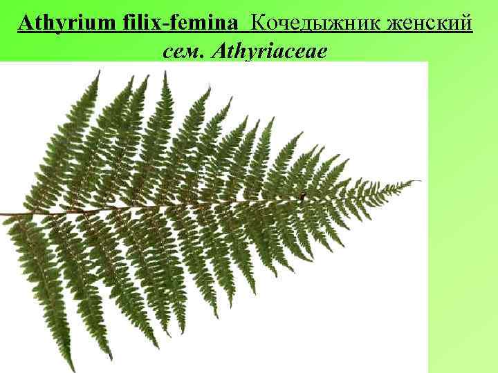 Athyrium filix-femina Кочедыжник женский сем. Athyriaceae 