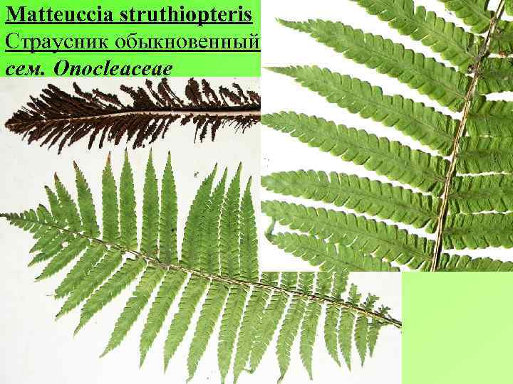 Matteuccia struthiopteris Страусник обыкновенный сем. Onocleaceae 