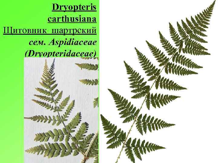 Dryopteris carthusiana Щитовник шартрский сем. Aspidiaceae (Dryopteridaceae) 
