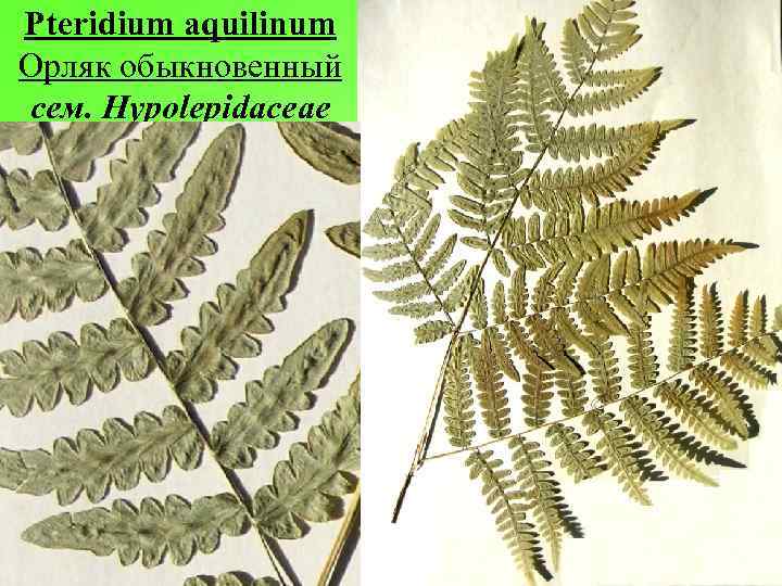 Pteridium aquilinum Орляк обыкновенный сем. Hypolepidaceae 