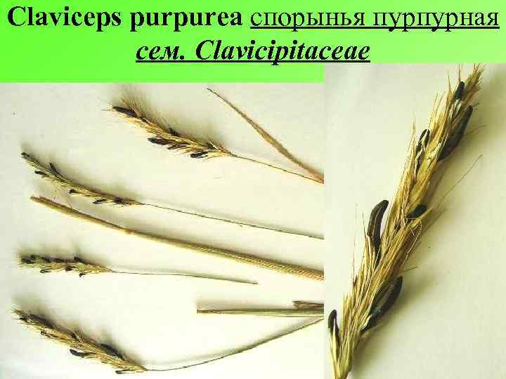 Claviceps purpurea спорынья пурпурная сем. Clavicipitaceae 