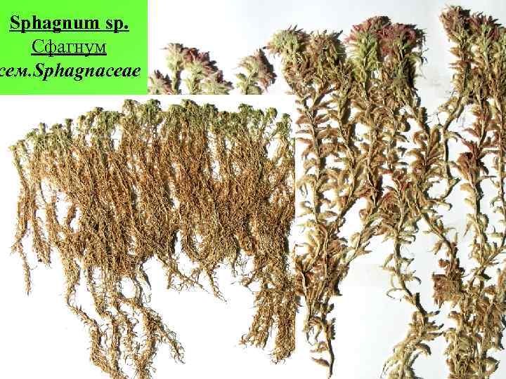Sphagnum sp. Сфагнум сем. Sphagnaceae 