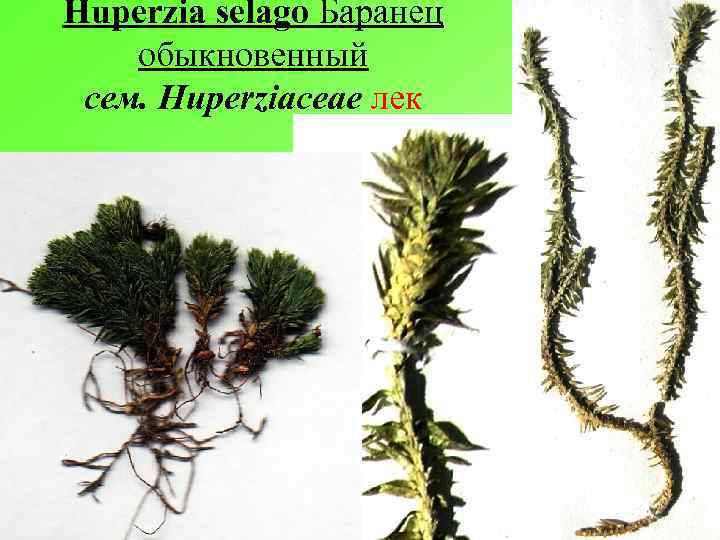 Huperzia selago Баранец обыкновенный сем. Huperziaceae лек 