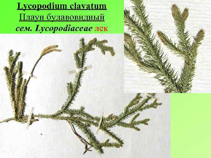 Клетка плаунов. Мох плаун булавовидный. Lycopodium clavatum гербарий. Плаун Баранец строение. Плаун булавовидный строение.