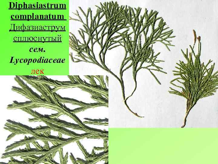 Diphasiastrum complanatum Дифазиаструм сплюснутый сем. Lycopodiaceae лек 