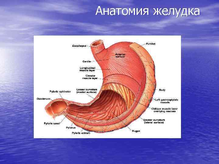 Строение желудка пищеварение в желудке. Желудок анатомия атлас. Атлас по анатомии строение желудка. Строение желудка человека.