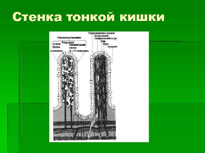 Стенка тонкой кишки 
