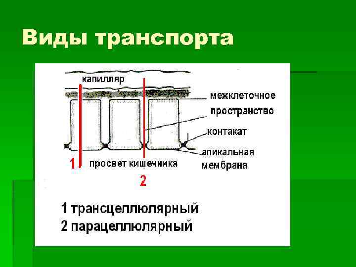 Виды транспорта 