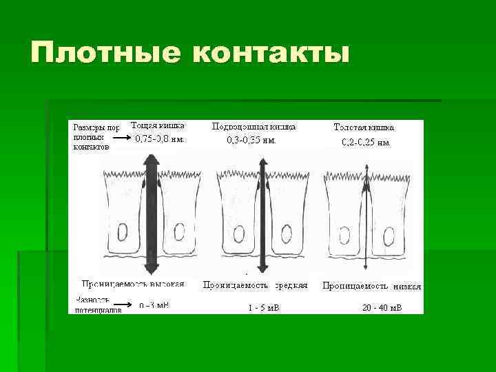 Плотные контакты 