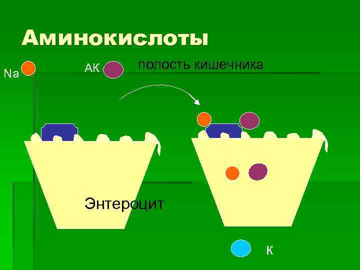 Аминокислоты Na АК полость кишечника Энтероцит к 