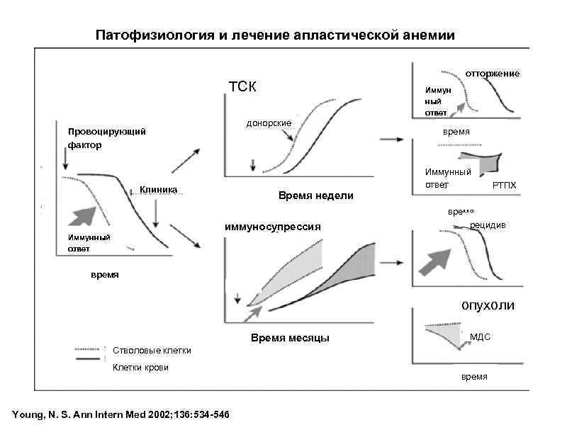 Патофизиология и лечение апластической анемии отторжение ТСК Иммун ный ответ донорские Провоцирующий фактор Клиника