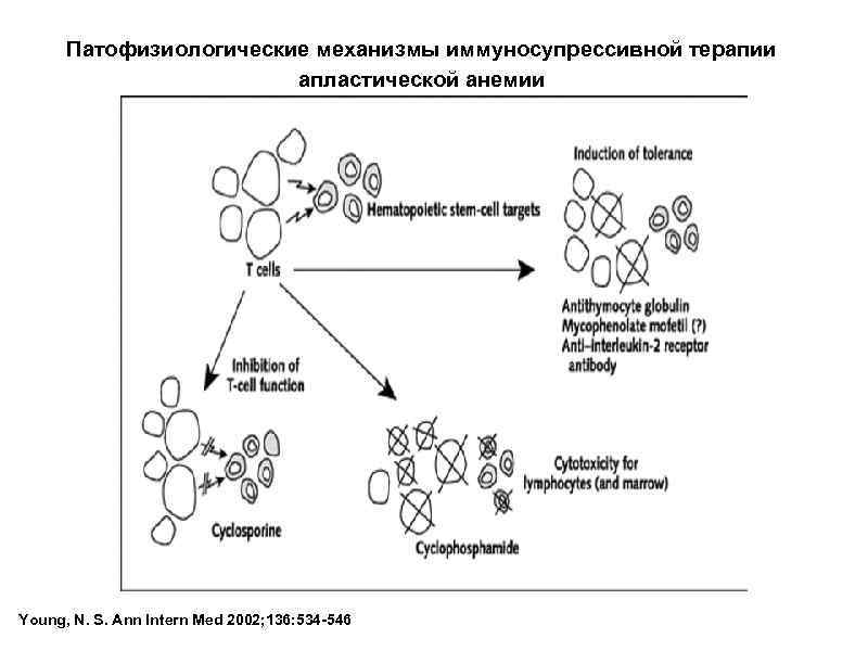 Патофизиологические механизмы иммуносупрессивной терапии апластической анемии Young, N. S. Ann Intern Med 2002; 136: