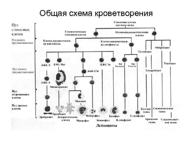 Общая схема кроветворения 