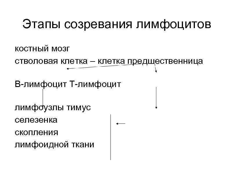 Этапы созревания лимфоцитов костный мозг стволовая клетка – клетка предшественница В-лимфоцит Т-лимфоцит лимфоузлы тимус