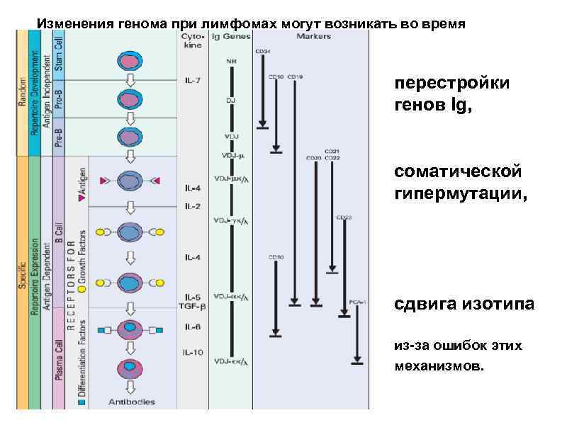 Изменения генома при лимфомах могут возникать во время перестройки генов Ig, соматической гипермутации, сдвига