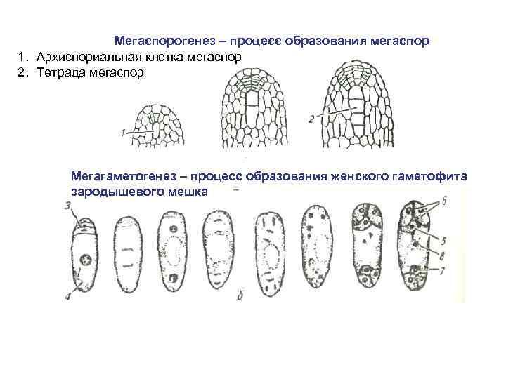 Мегаспорогенез – процесс образования мегаспор 1. Архиспориальная клетка мегаспор 2. Тетрада мегаспор Мегагаметогенез –