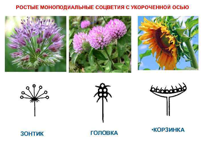 У какого растения цветки похожи. Соцветия растений моноподиальные. Сложные моноподиальные соцветия. Простые моноподиальные соцветия. Простые и сложные моноподиальные соцветия.