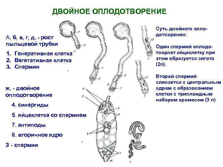 ДВОЙНОЕ ОПЛОДОТВОРЕНИЕ А, б, в, г, д, - рост пыльцевой трубки 1. Генеративная клетка