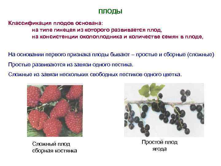ПЛОДЫ Классификация плодов основана: на типе гинецея из которого развивается плод, на консистенции околоплодника