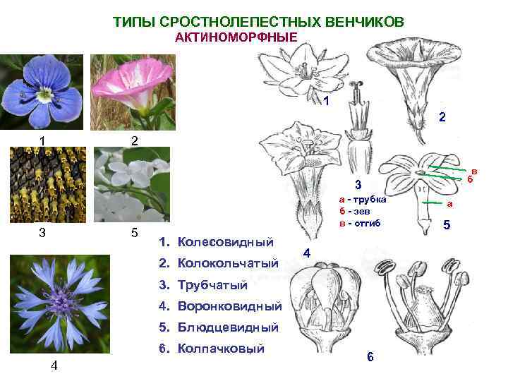 Правильные цветки называются