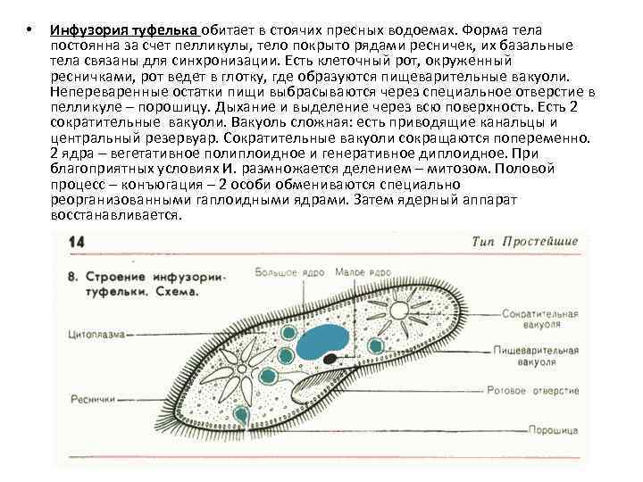  • Инфузория туфелька обитает в стоячих пресных водоемах. Форма тела постоянна за счет