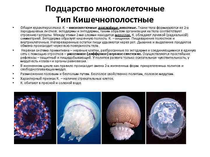 Подцарство многоклеточные Тип Кишечнополостные • • • Общая характеристика. К. – многоклеточные двуслойные животные.
