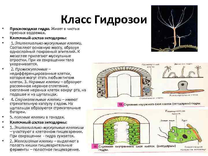  • • • Класс Гидрозои Пресноводная гидра. Живет в чистых пресных водоемах. Клеточный