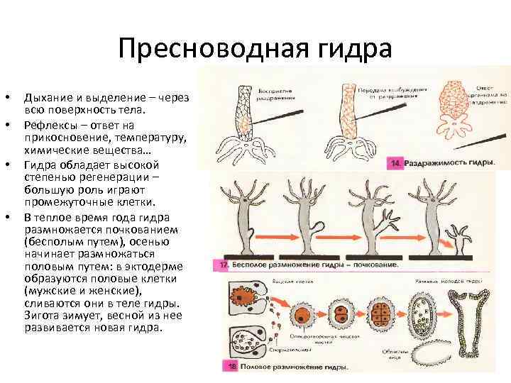 Пресноводная гидра • • Дыхание и выделение – через всю поверхность тела. Рефлексы –