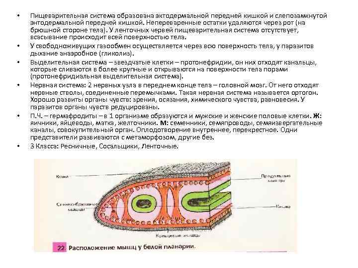  • • • Пищеварительная система образована эктодермальной передней кишкой и слепозамкнутой энтодермальной передней