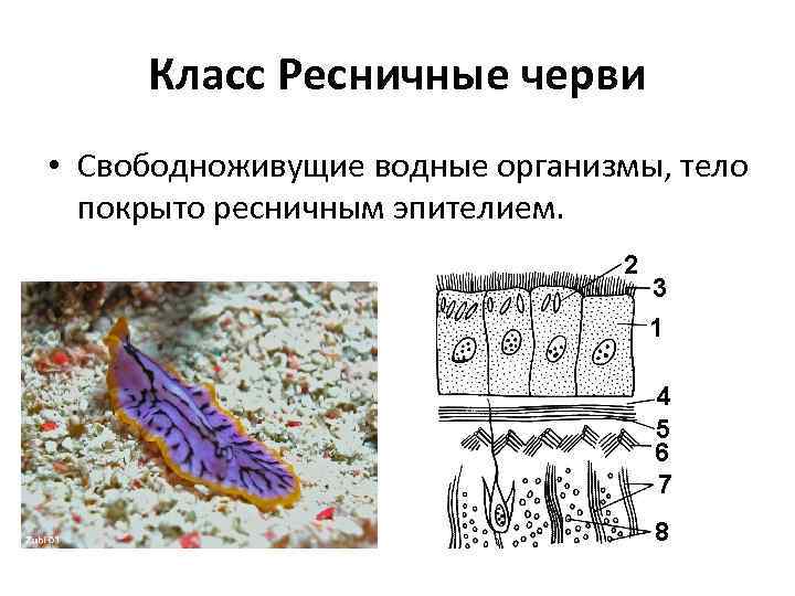 Класс Ресничные черви • Свободноживущие водные организмы, тело покрыто ресничным эпителием. 
