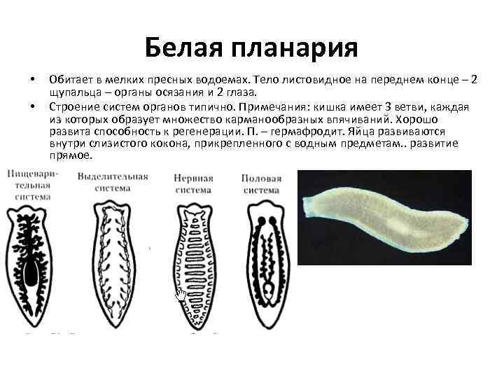 Белая планария • • Обитает в мелких пресных водоемах. Тело листовидное на переднем конце