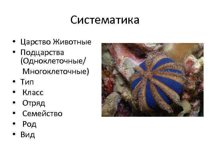 Систематика • Царство Животные • Подцарства (Одноклеточные/ Многоклеточные) • Тип • Класс • Отряд