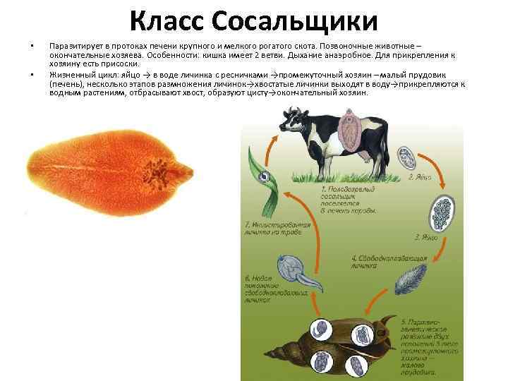Класс Сосальщики • • Паразитирует в протоках печени крупного и мелкого рогатого скота. Позвоночные