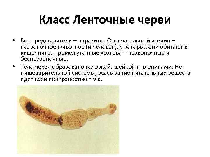 Класс Ленточные черви • Все представители – паразиты. Окончательный хозяин – позвоночное животное (и