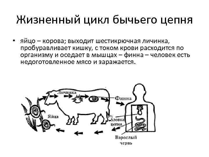 Жизненный цикл бычьего цепня • яйцо – корова; выходит шестикрючная личинка, пробуравливает кишку, с