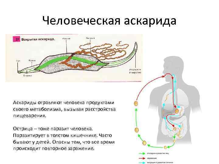Человеческая аскарида Аскариды отравляют человека продуктами своего метаболизма, вызывая расстройства пищеварения. Острица – тоже