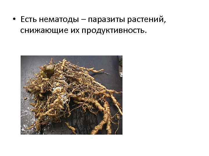  • Есть нематоды – паразиты растений, снижающие их продуктивность. 