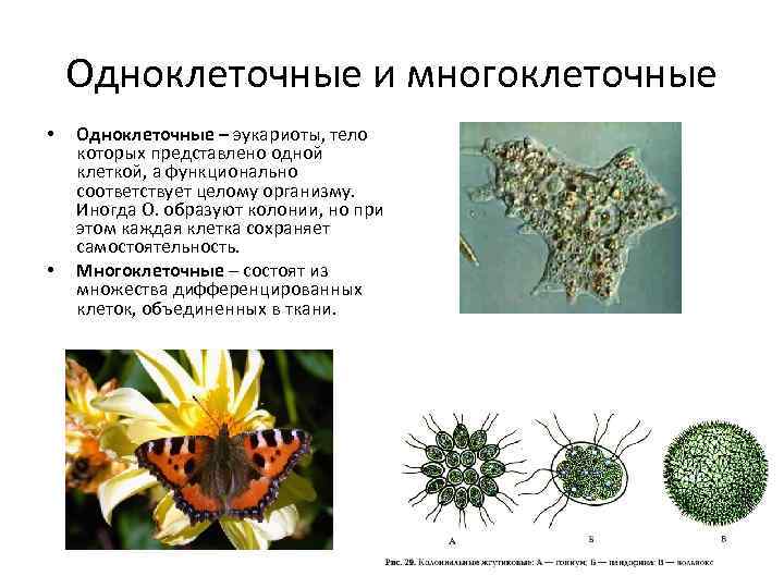 Одноклеточные и многоклеточные • • Одноклеточные – эукариоты, тело которых представлено одной клеткой, а