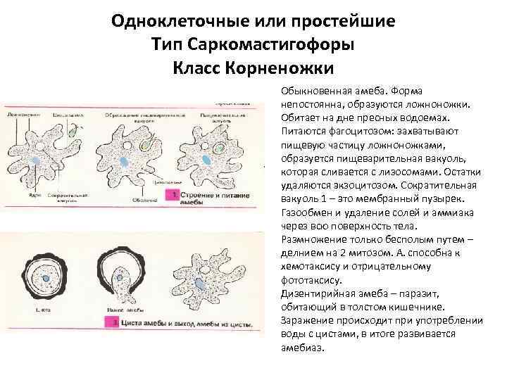 Форма тела постоянная образует ложноножки