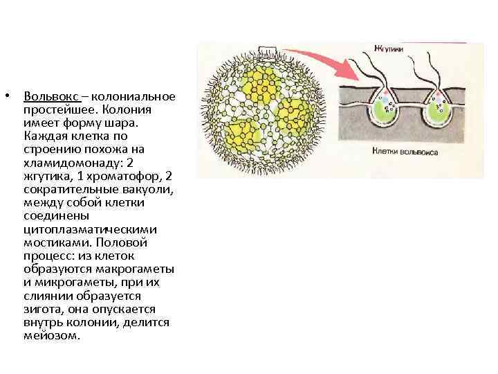  • Вольвокс – колониальное простейшее. Колония имеет форму шара. Каждая клетка по строению