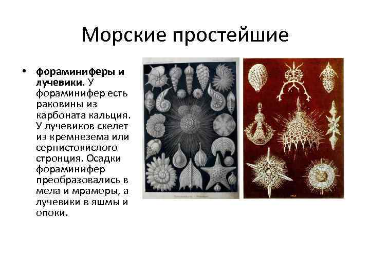 Морские простейшие • фораминиферы и лучевики. У фораминифер есть раковины из карбоната кальция. У